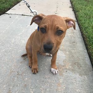 Meet your Posher, Antonia